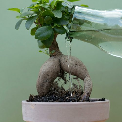 Korzenie drzew jako dekoracja – naturalny urok w Twoim wnętrzu